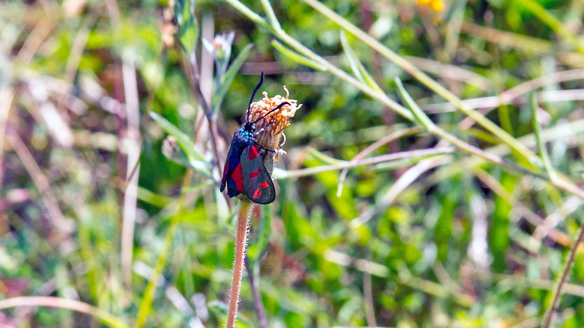 Six-spot Burnet [Zygaena filipendulae]