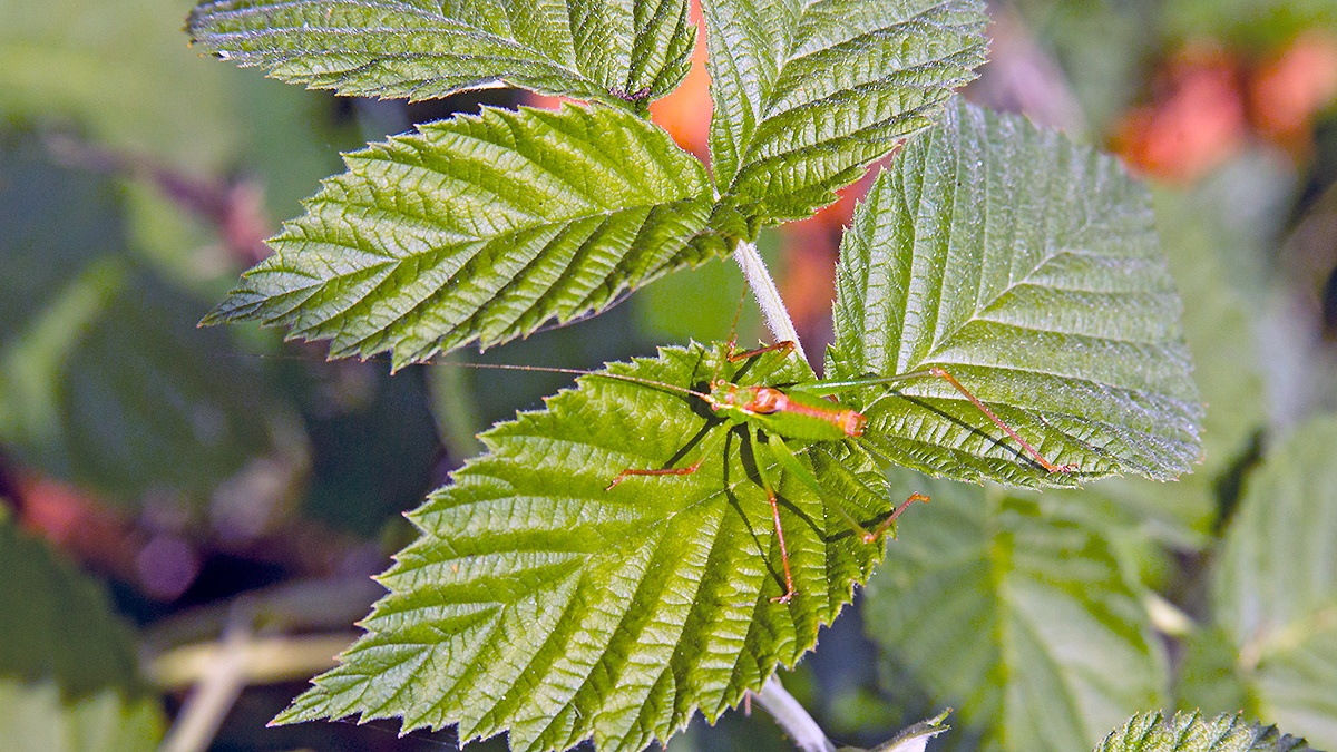 Speckled Bush-cricket [Leptophyes punctatissima]