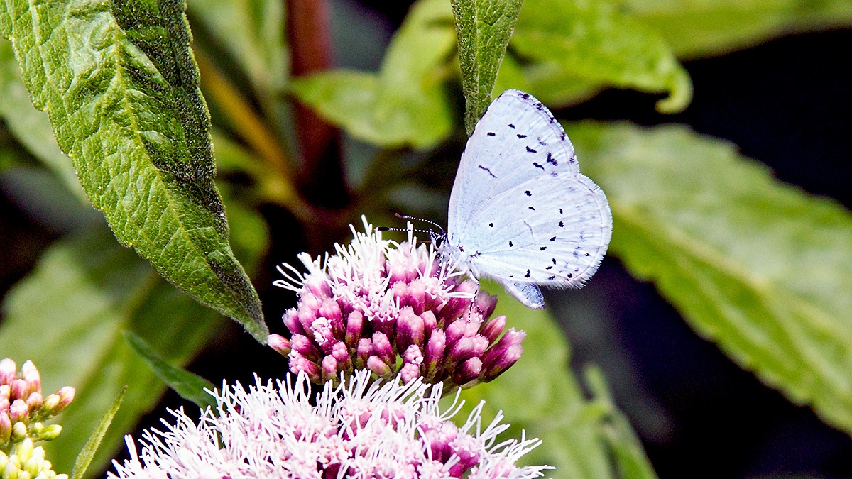 Holly Blue [Celastrina argiolus]