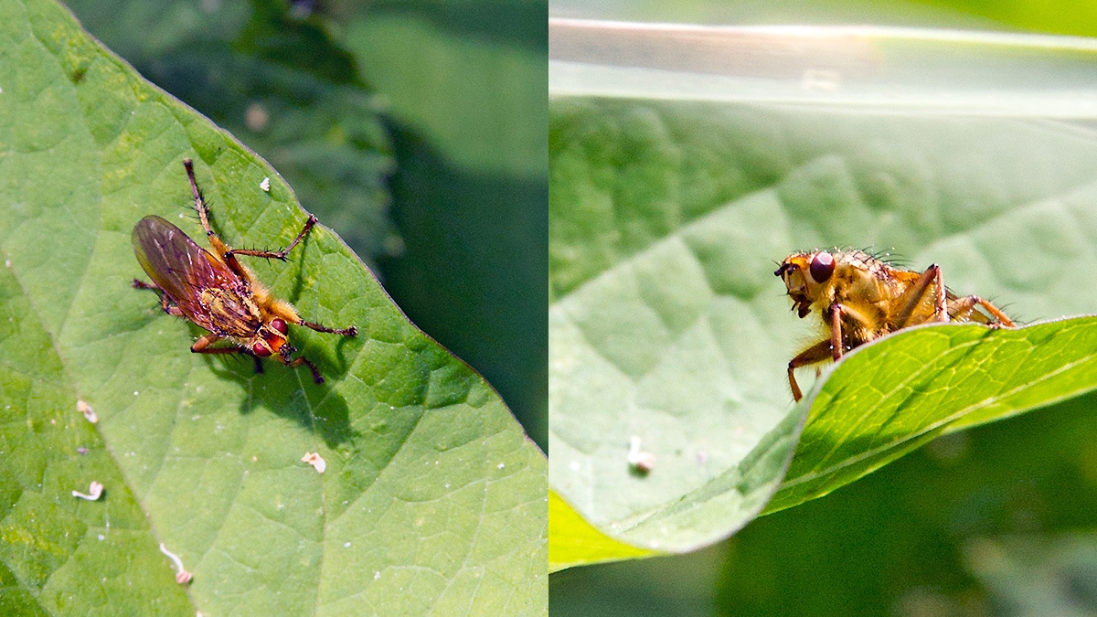 Yellow Dung Fly [Scathophaga stercoraria]