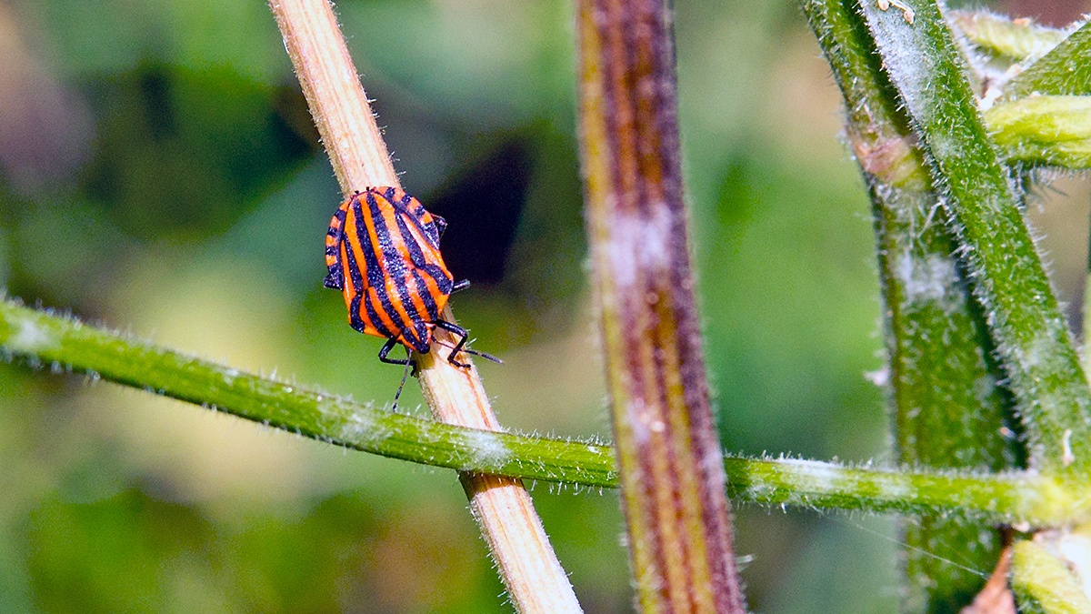Striped Shieldbug [Graphosoma italicum]