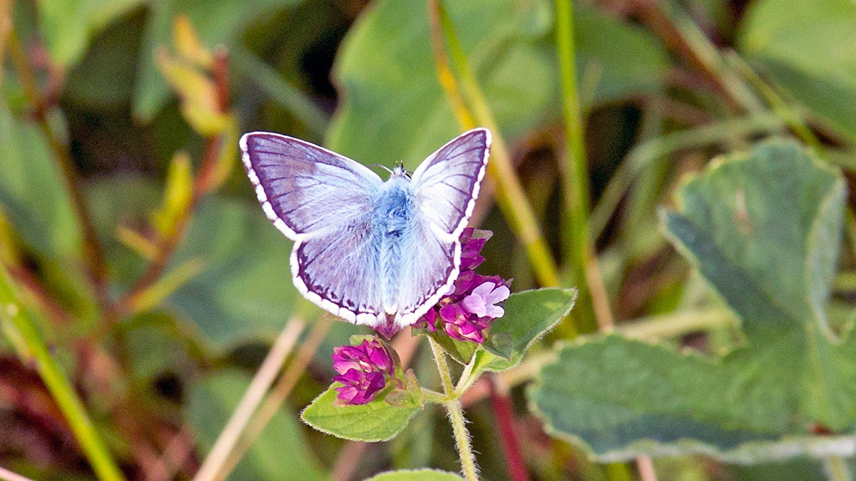 Chalk Hill Blue [Lysandra coridon]