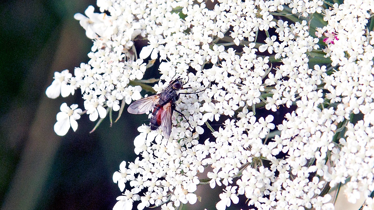 Red Spotted Parasite Fly [Eriothrix rufomaculata]