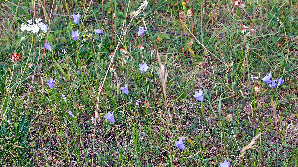 Common Harebell [Campanula rotundifolia]