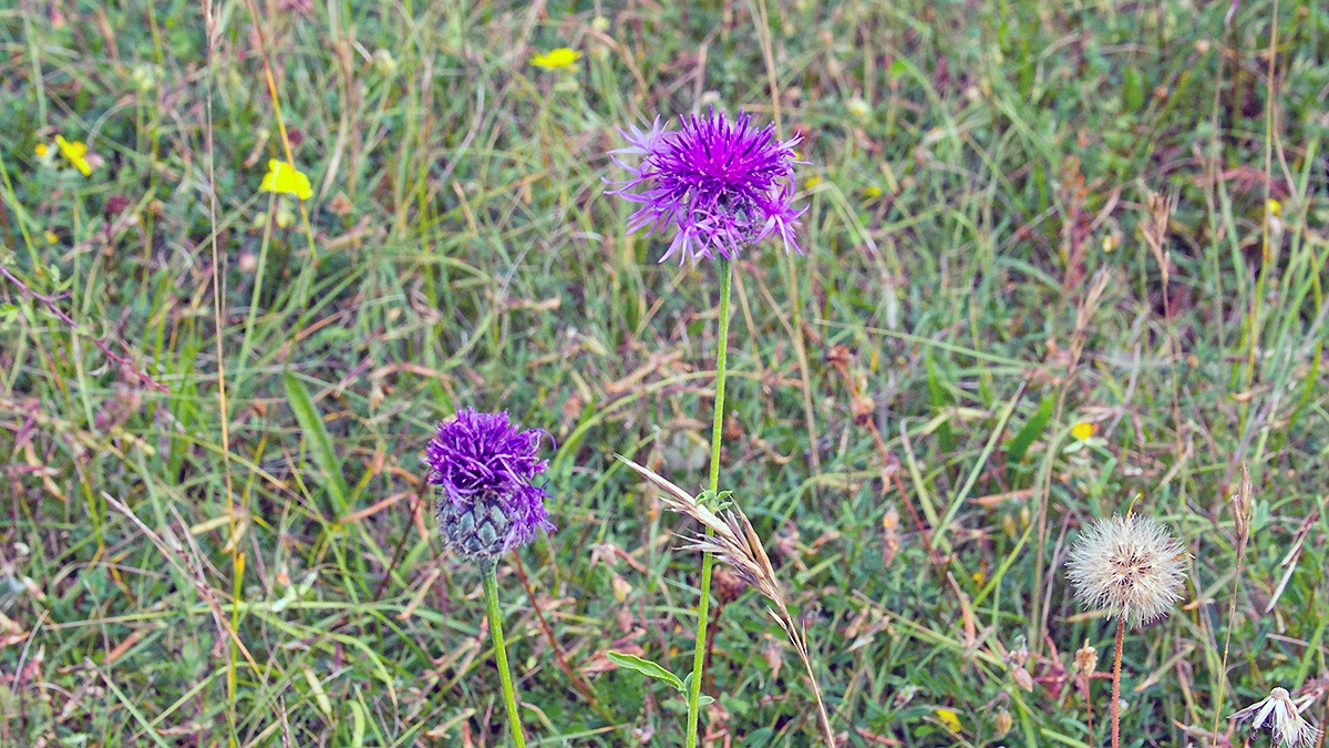 Greater Knapweed [Centaurea scabiosa]