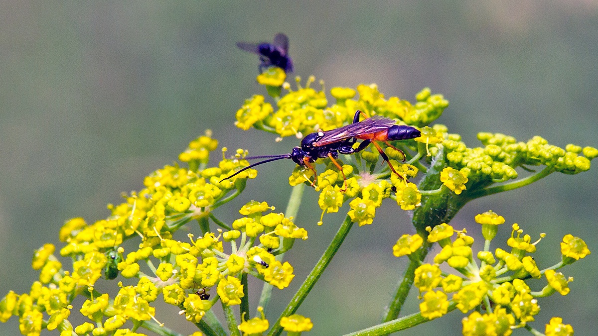 ichneumon wasp [unidentified]