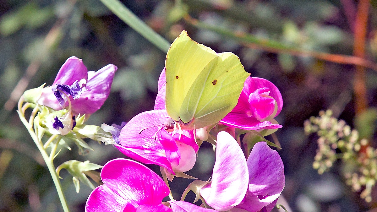 Common Brimstone [Gonepteryx rhamni]