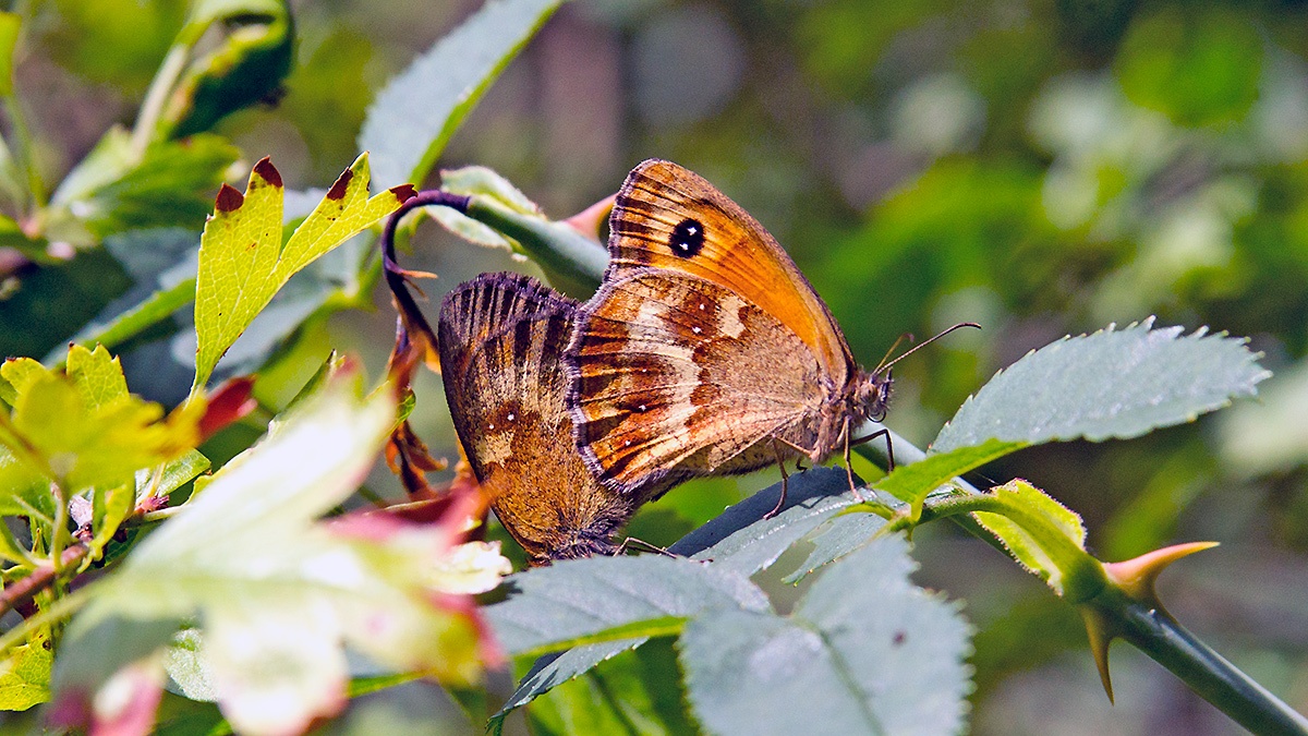 Gatekeeper [Pyronia tithonus]