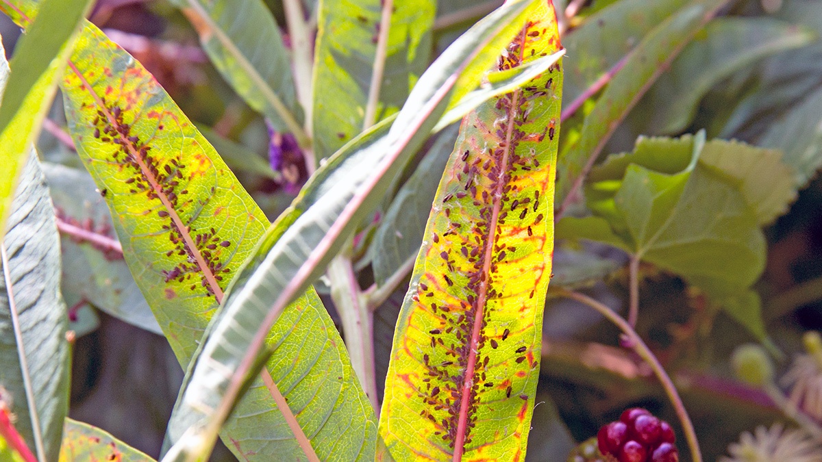 Dogwood - Rosebay Willowherb Aphid [Aphis salicariae]