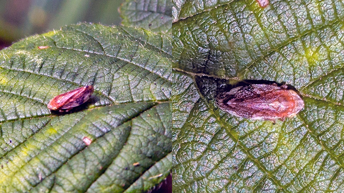 Meadow Froghopper [Philaenus spumarius]
