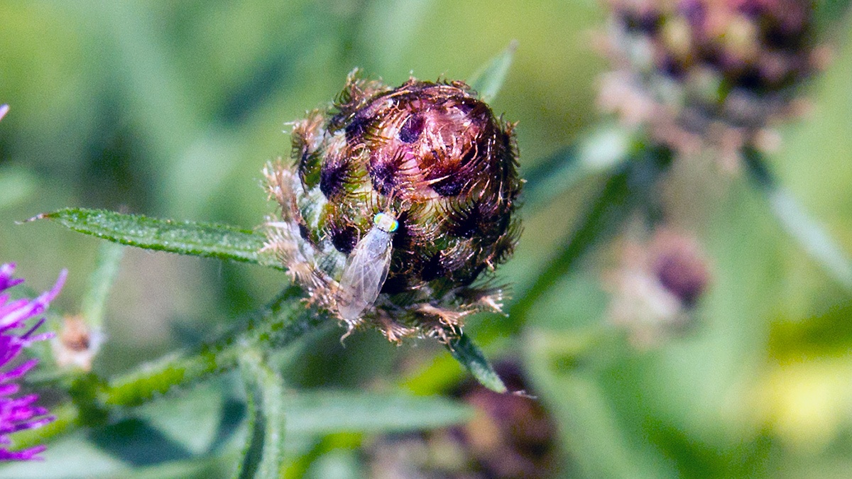 Knapweed Ghost [Acanthiophilus helianthi]