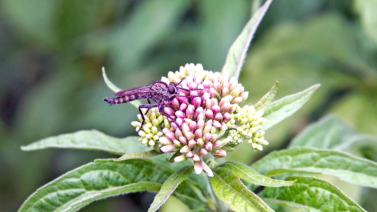Kite-tailed Robberfly [Machimus atricapillus]