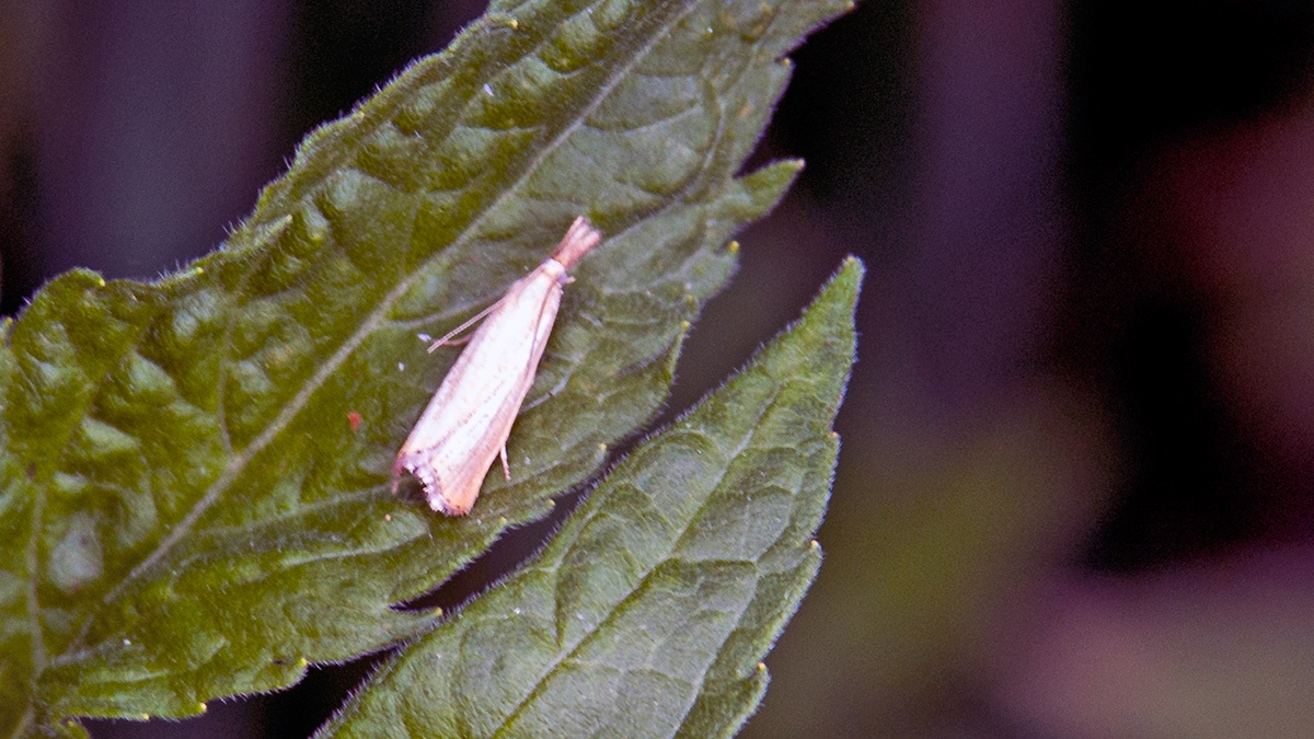 Straw Grass-veneer [Agriphila straminella]