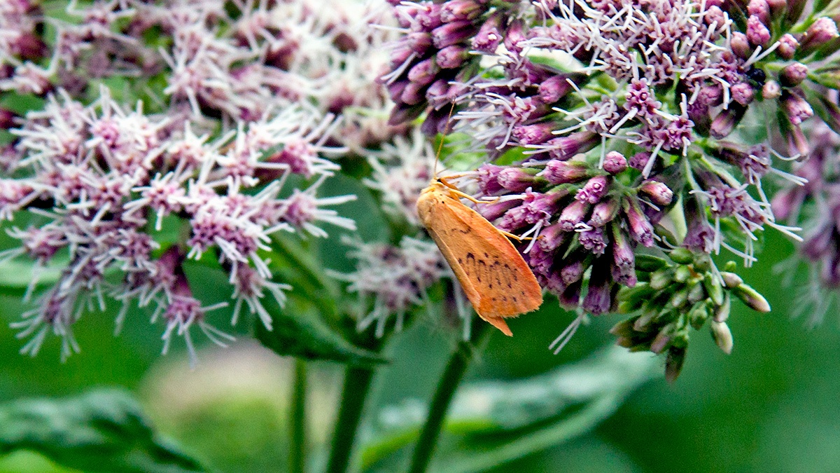 Rosy Footman [Miltochrista miniata]