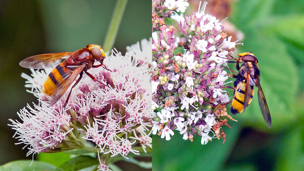 2 hornet mimic hoverflies