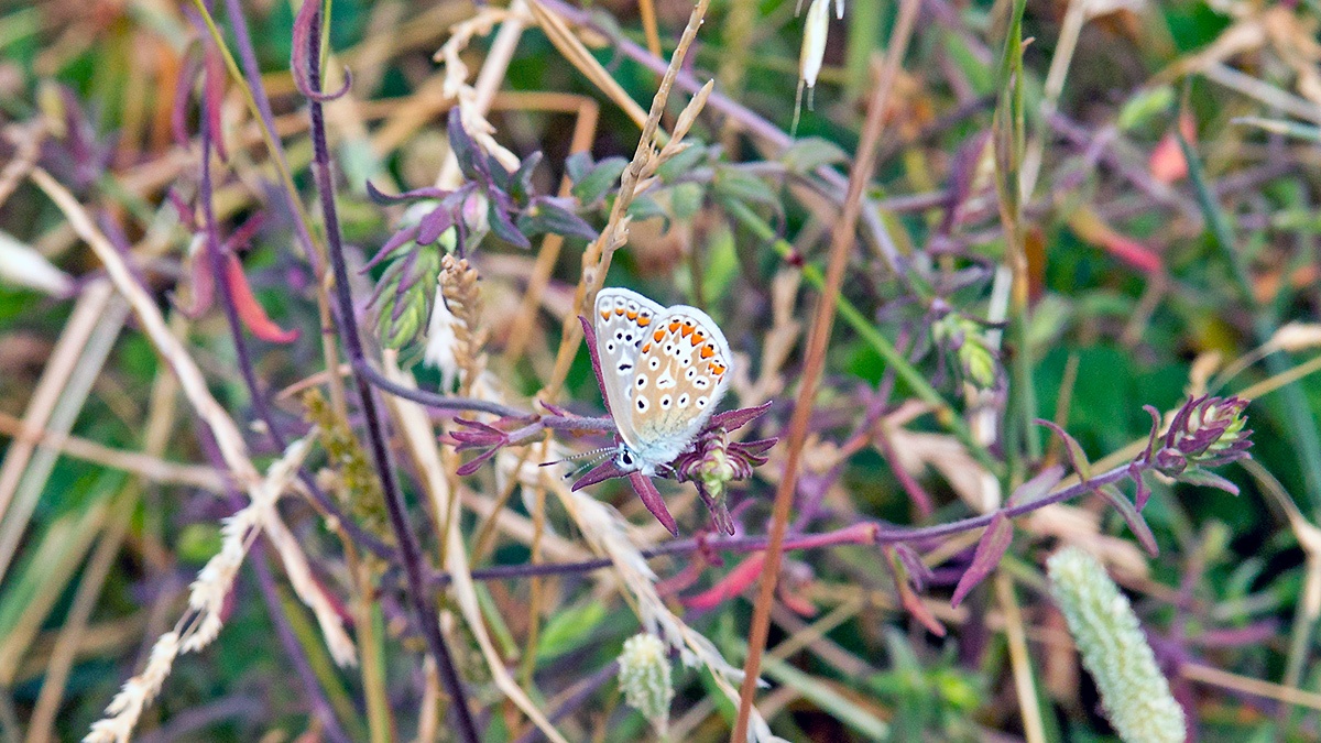 Common Blue [Polyommatus icarus]