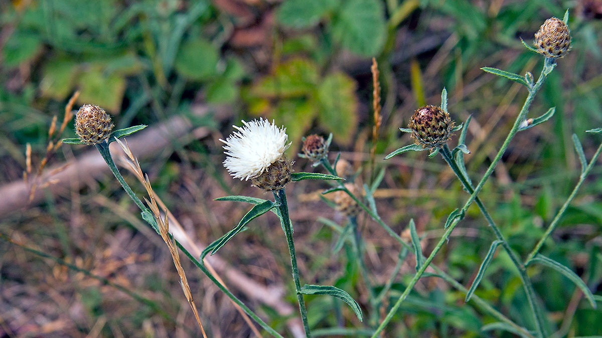 Common Knapweed [Centaurea nigra]