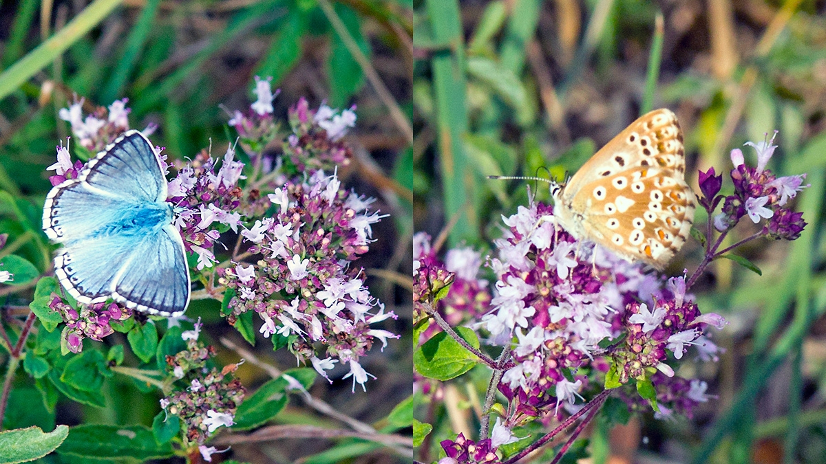 Chalk Hill Blue [Lysandra coridon]