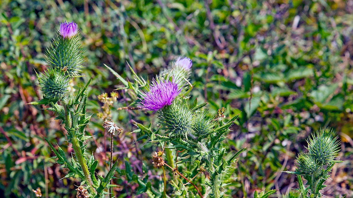 Spear Thistle [Cirsium vulgare]