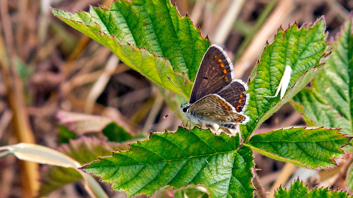 Brown Argus [Aricia agestis]