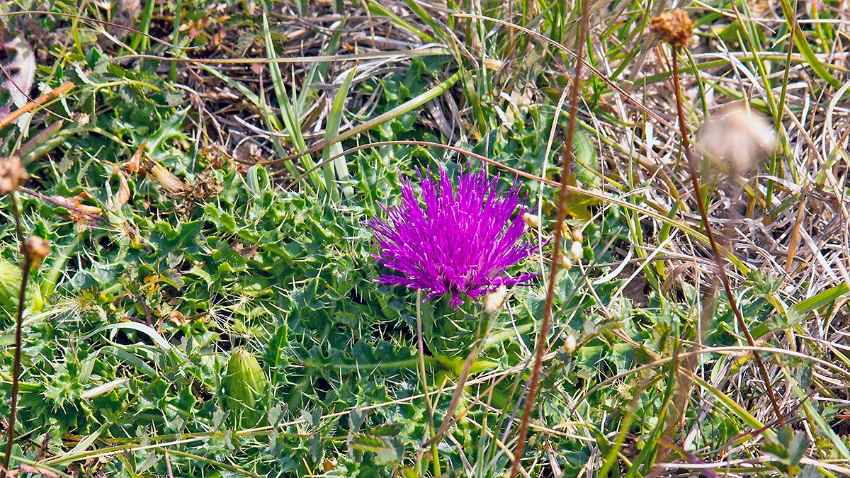 Dwarf Thistle [Cirsium acaulon]
