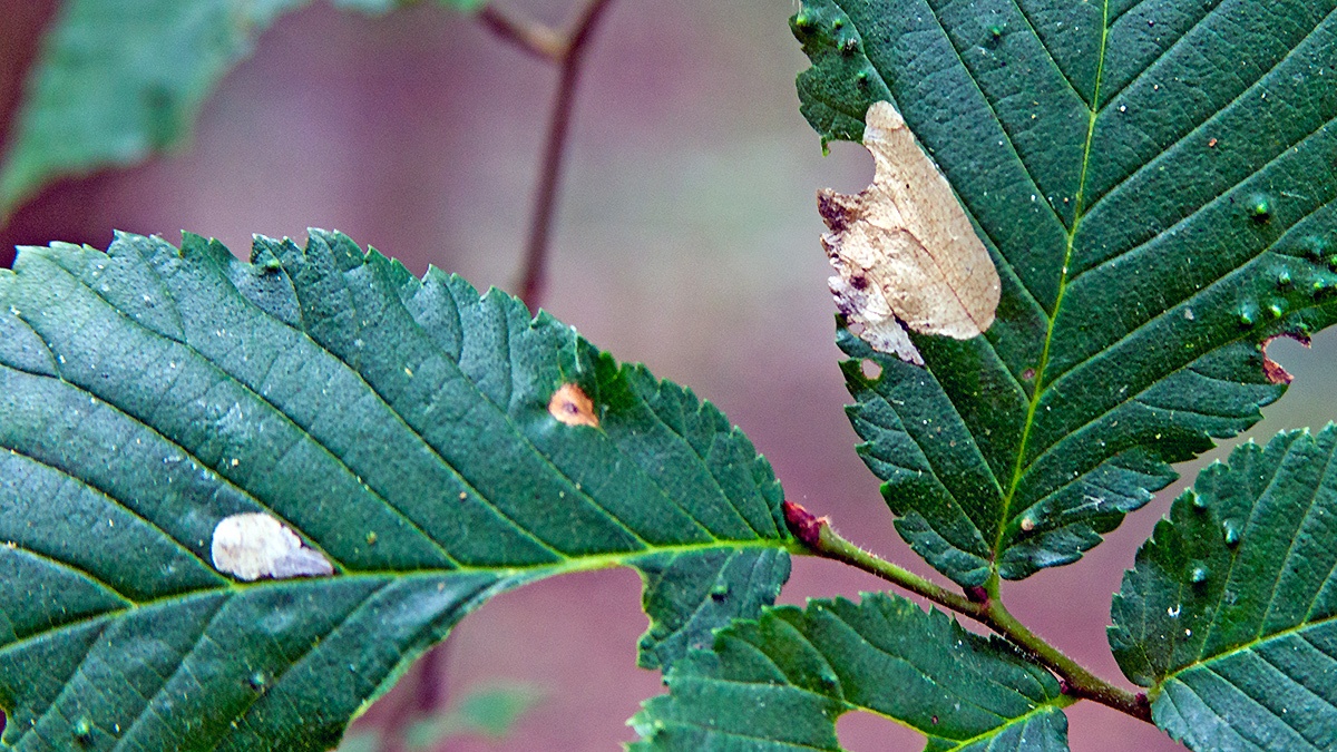 Elm Leafminer [Fenusa ulmi]