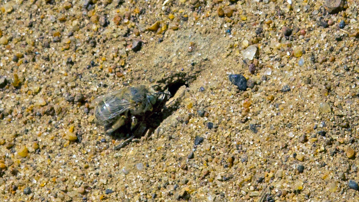 Green-eyed Flower Bee [Anthophora bimaculata]