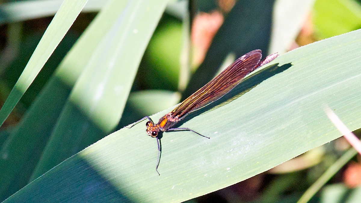 Beautiful Demoiselle [Calopteryx virgo]