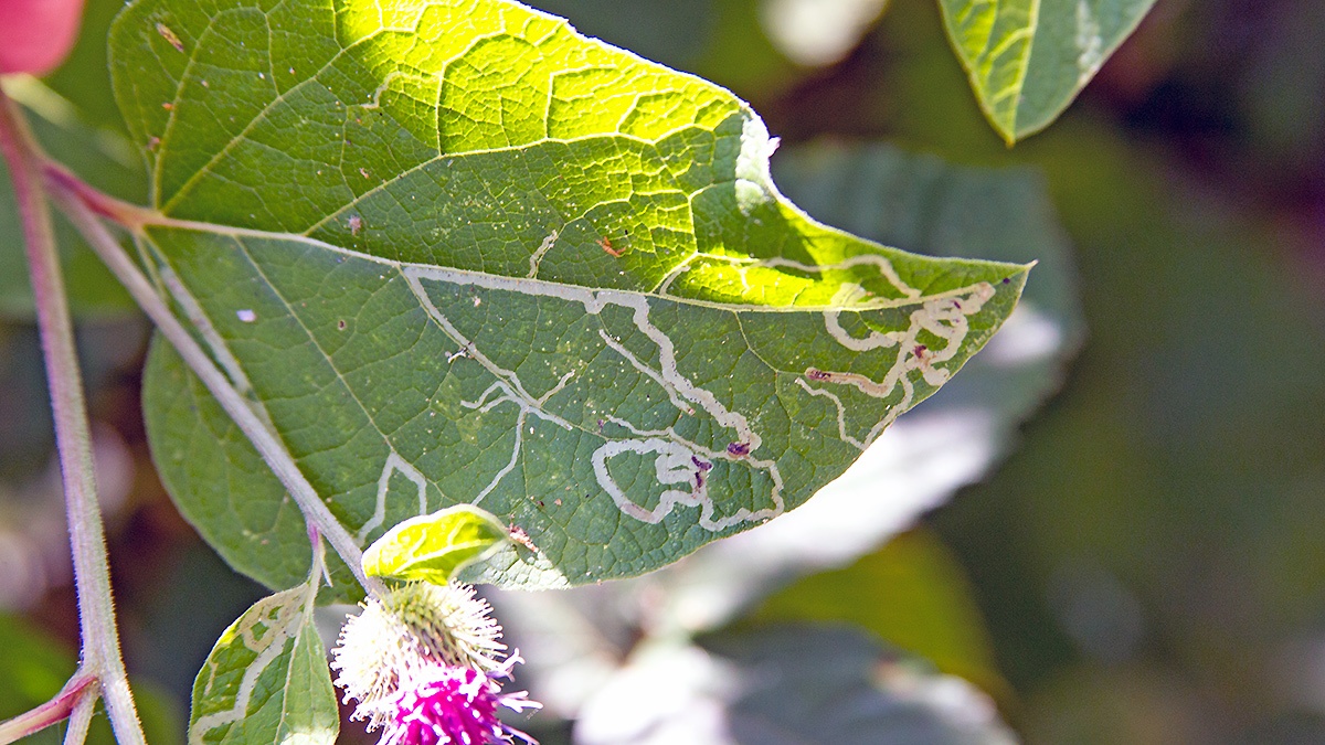 leaf-miner fly [Phytomyza lappae]
