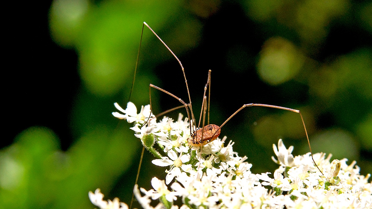 European Harvestman [Leiobunum rotundum]
