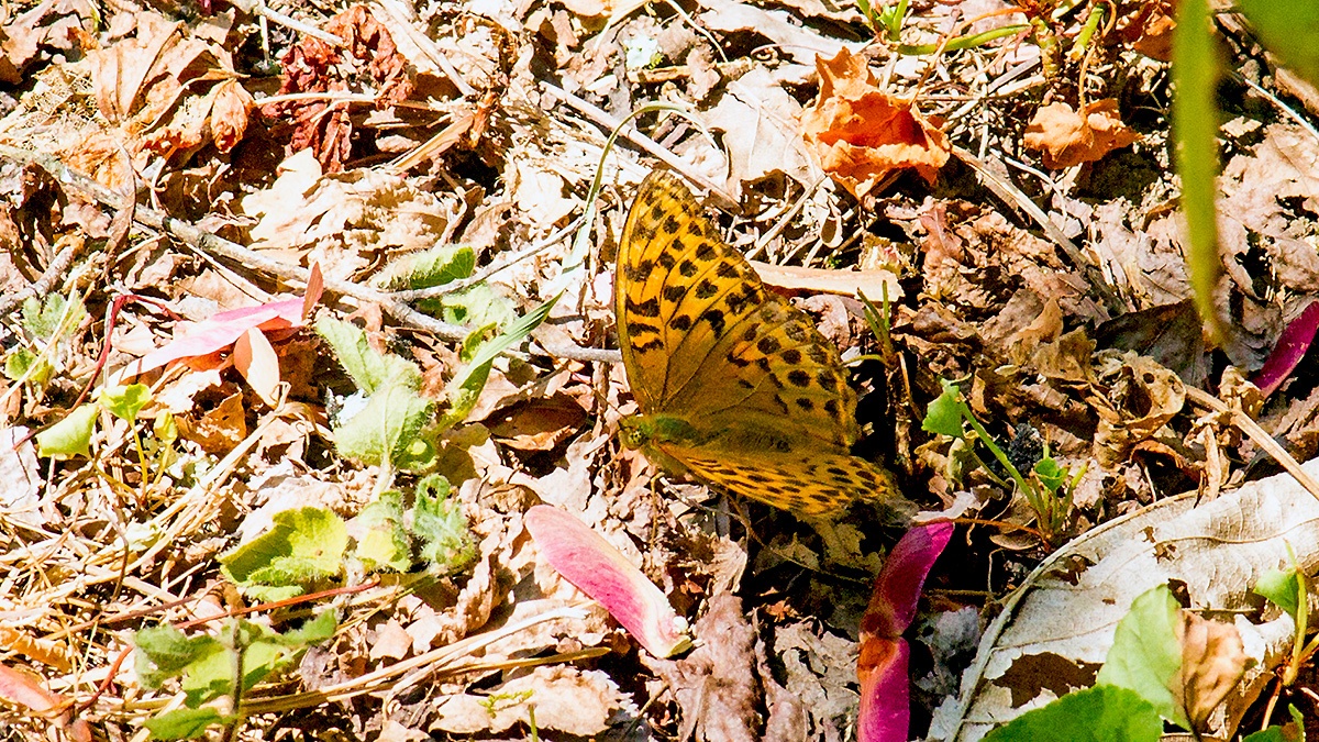 Silver-washed Fritillary [Argynnis paphia]