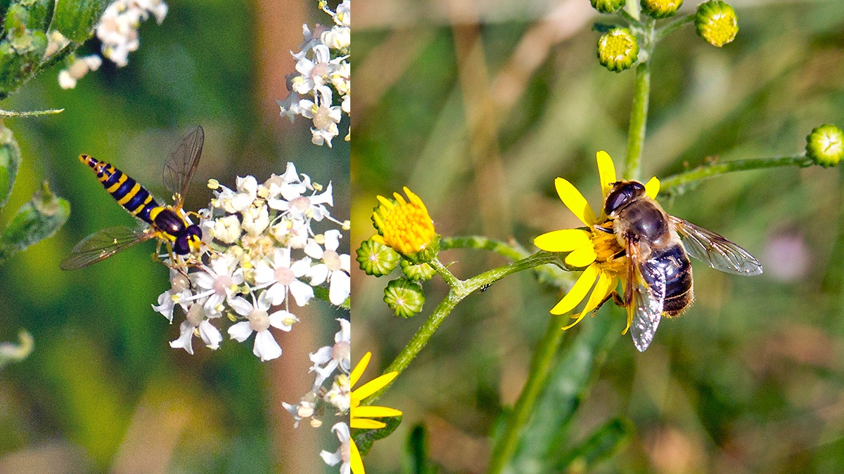 2 hoverflies