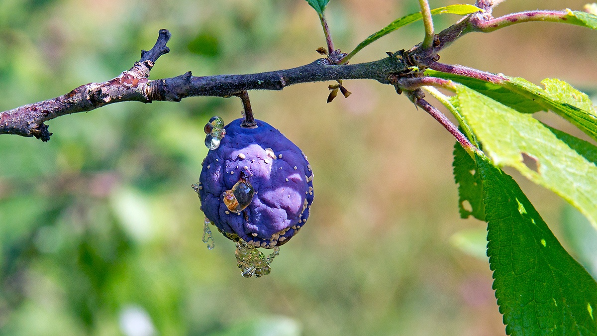 Common Plum [Prunus domestica]