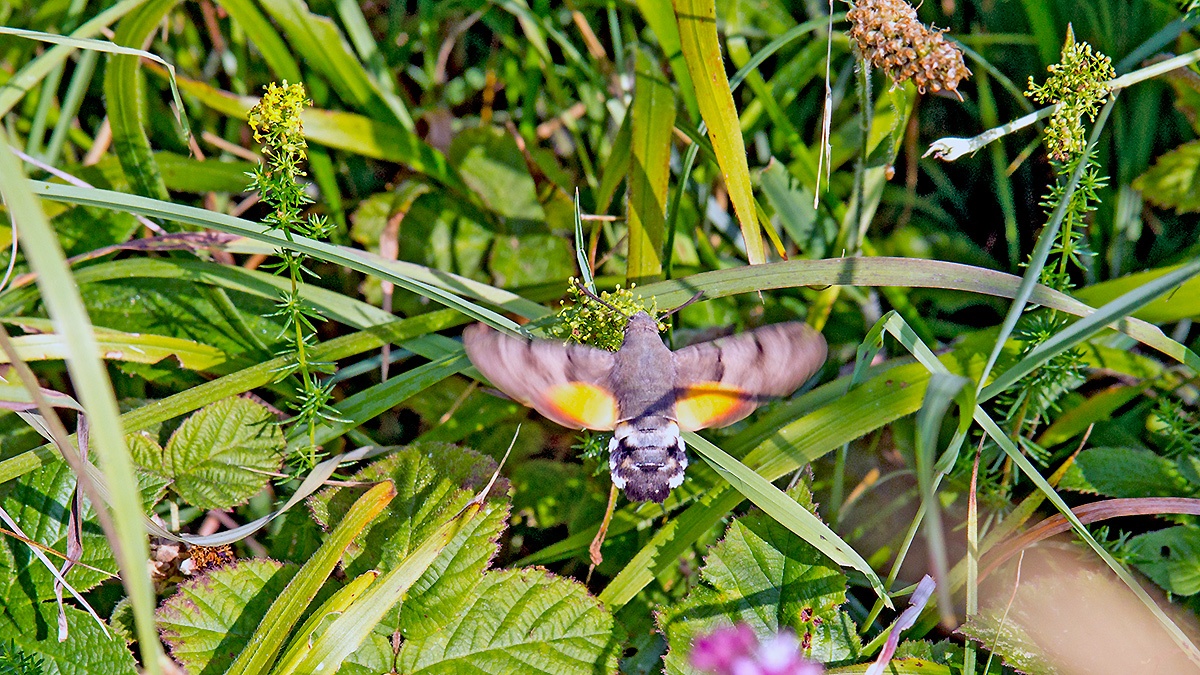 Hummingbird Hawk-moth [Macroglossum stellatarum]