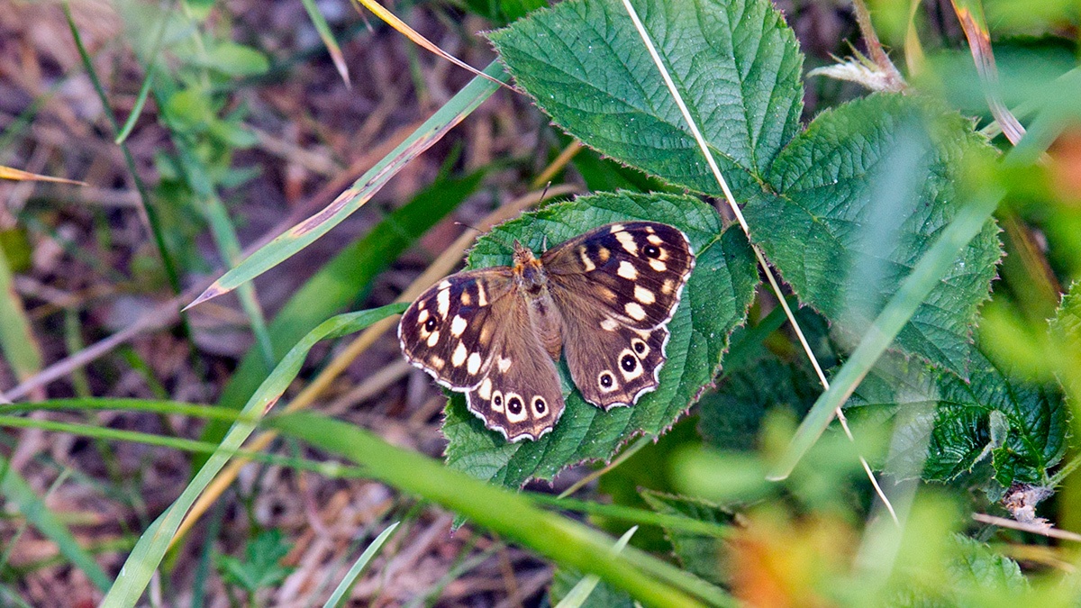 Speckled Wood [Pararge aegeria]