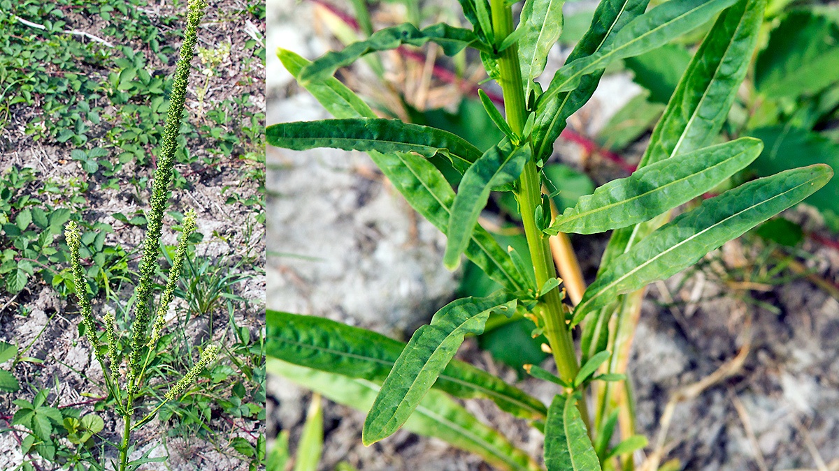 Weld [Reseda luteola]