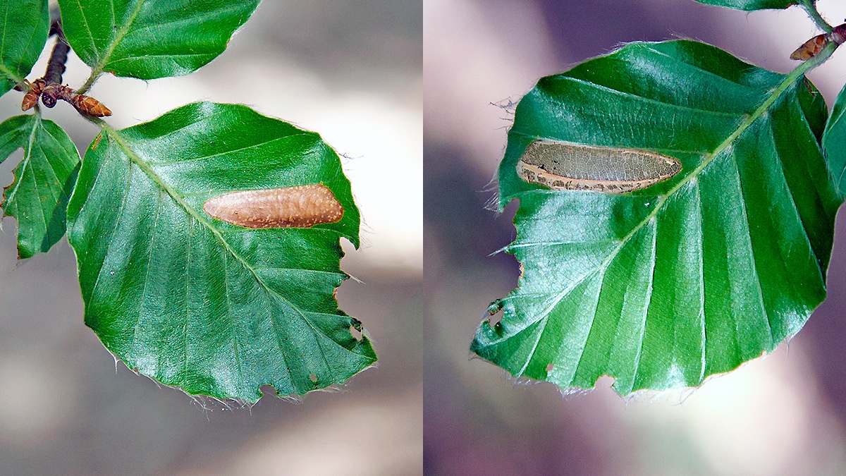 Ilex Leaf-miner [Phyllonorycter messaniella]