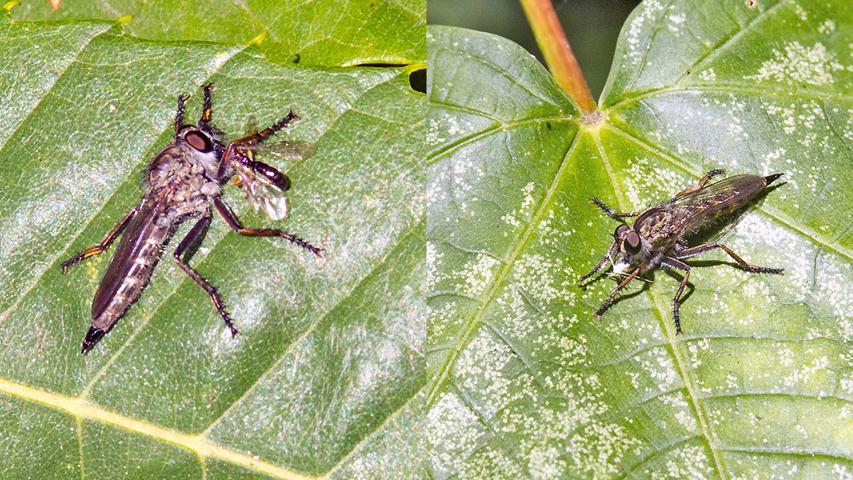 Kite-tailed Robberfly [Machimus atricapillus]