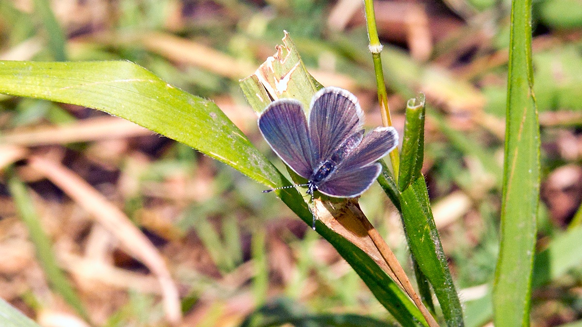 Small Blue [Cupido minimus]