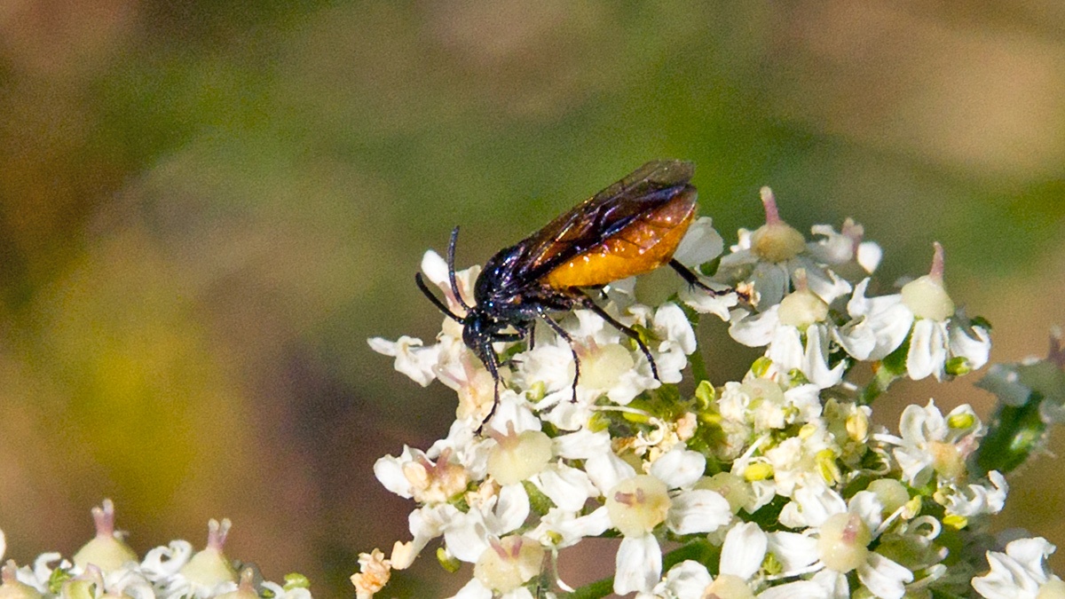 Large Rose Sawfly [Arge pagana]