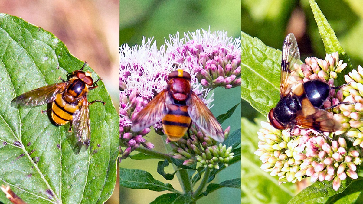 3 Volucella hoverflies