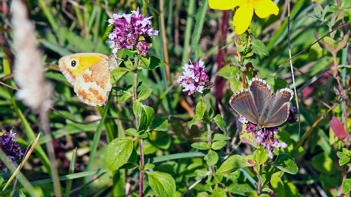 2 butterflies