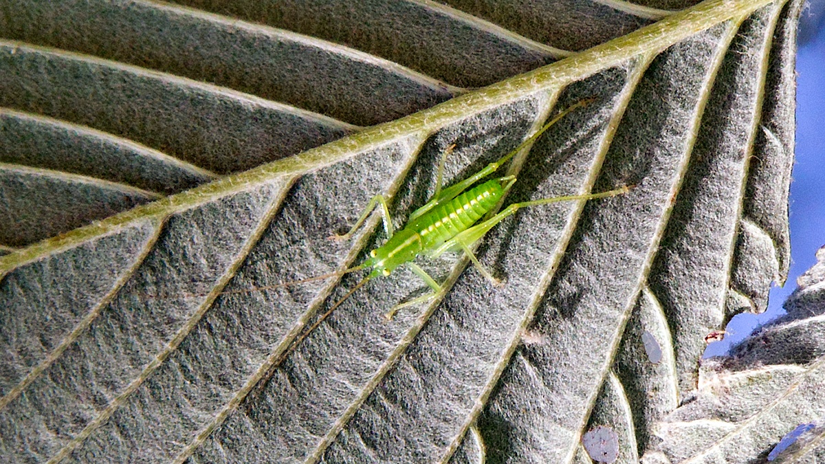 Oak Bush-cricket [Meconema thalassinum]
