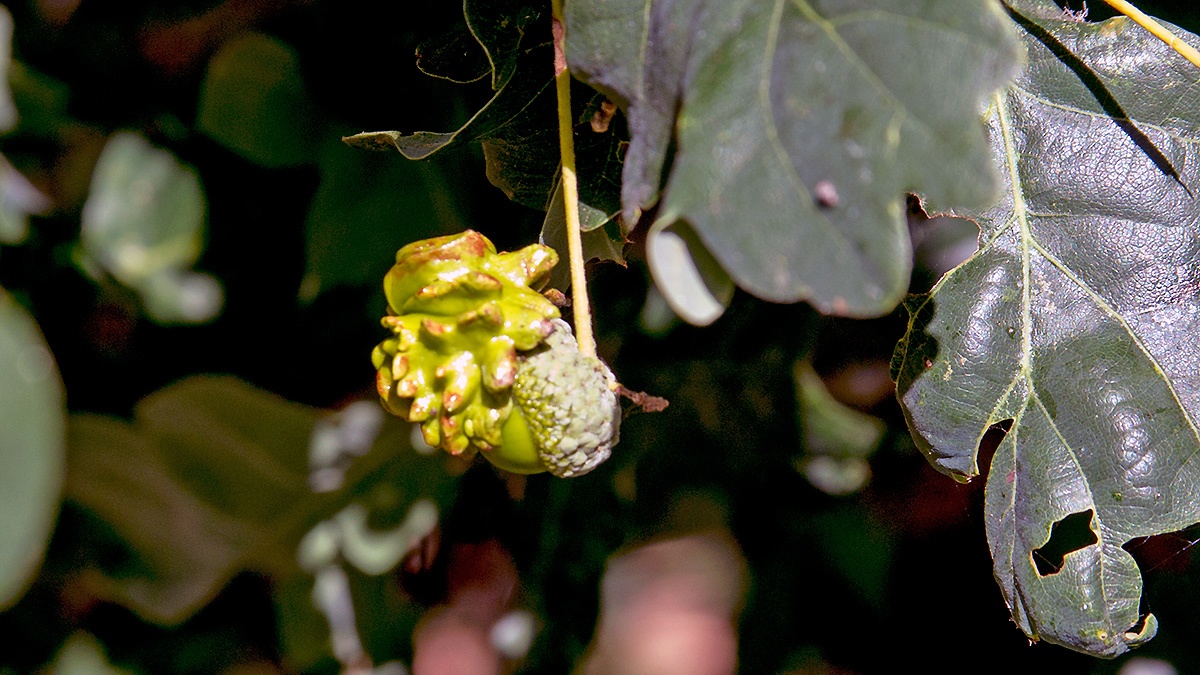 Knopper Gall Wasp [Andricus quercuscalicis]