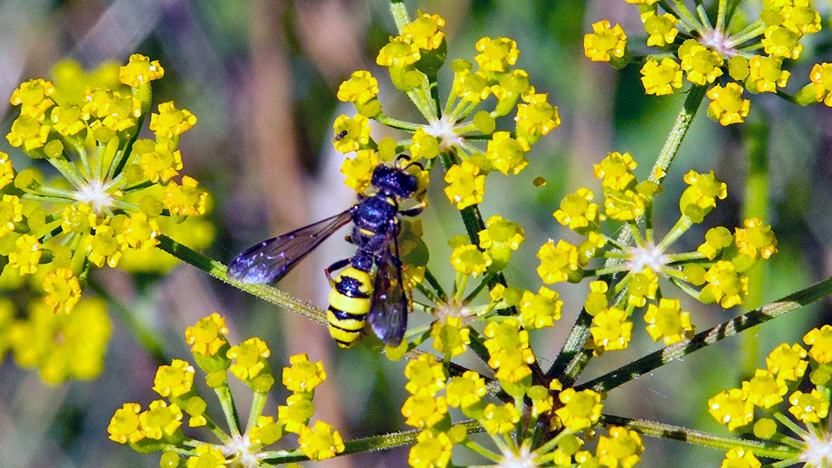 Ornate-tailed Digger Wasp [Cerceris rybyensis?]