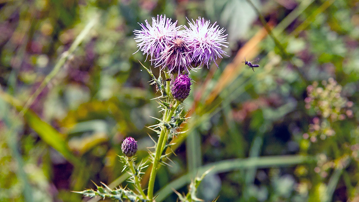 Creeping Thistle [Cirsium arvense]