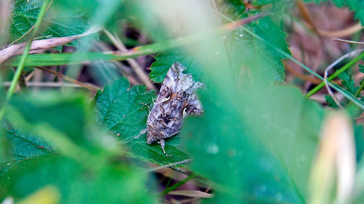 Silver Y [Autographa gamma]