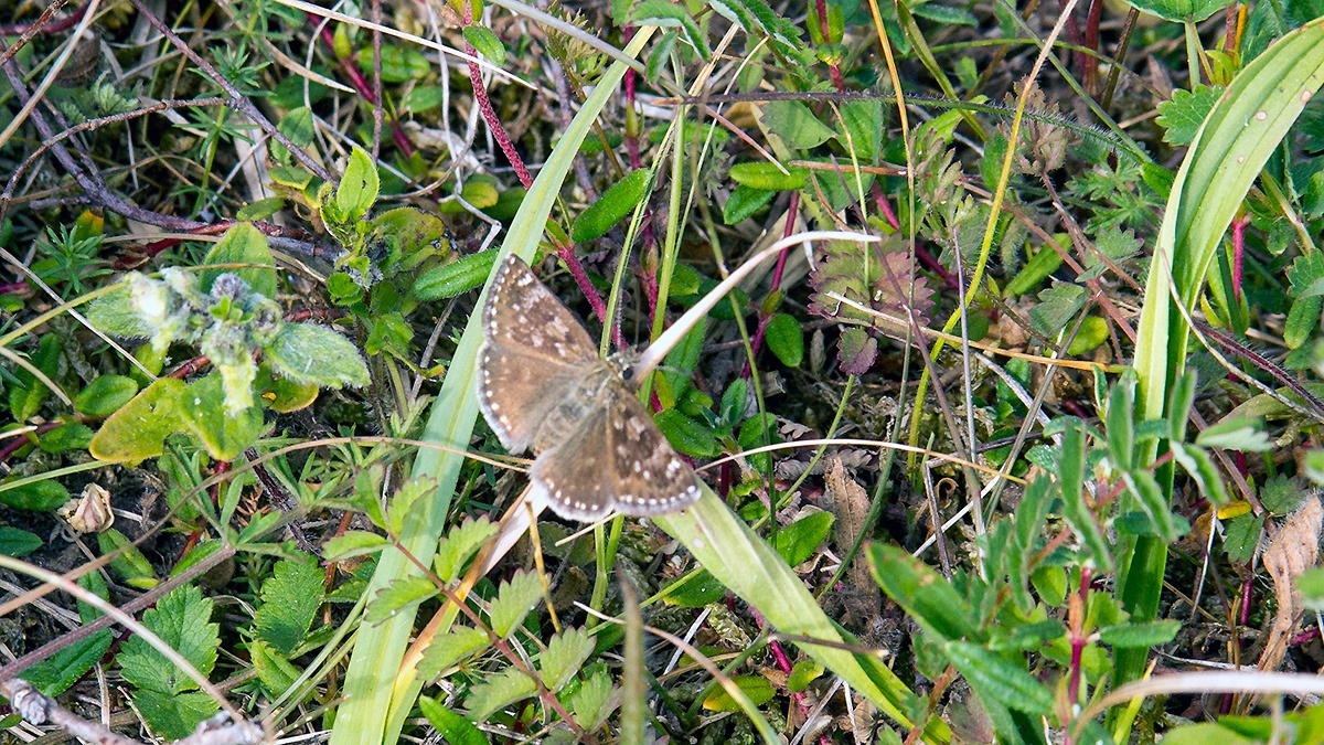 Dingy Skipper [Erynnis tages]