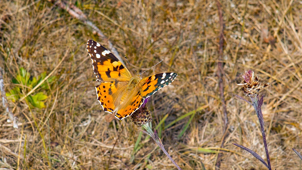 Painted Lady [Vanessa cardui]