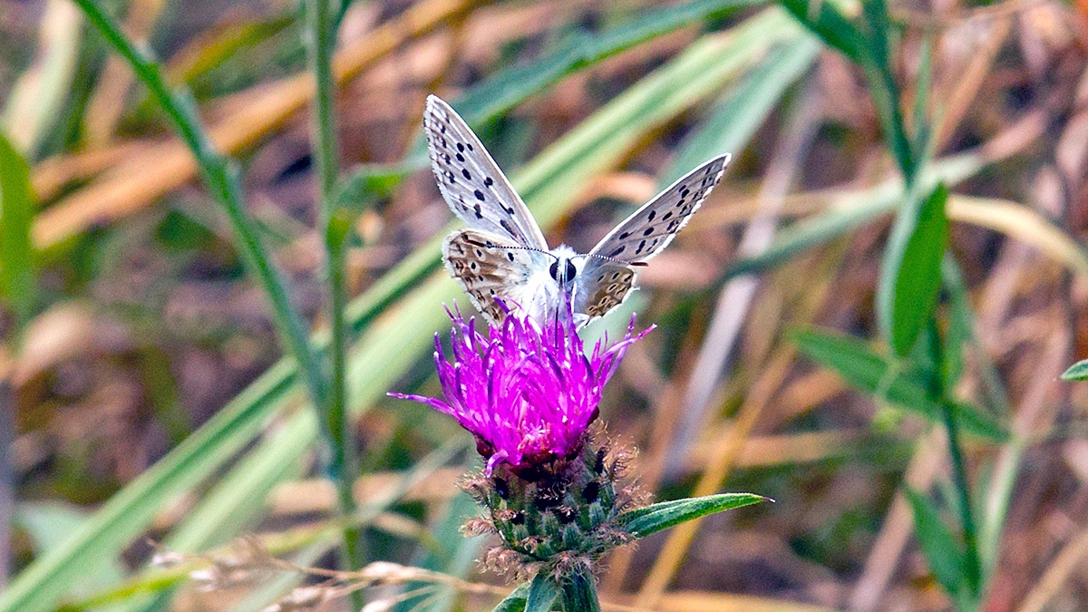 Chalk Hill Blue [Lysandra coridon]